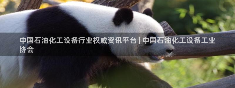 美獅外匯合法嗎